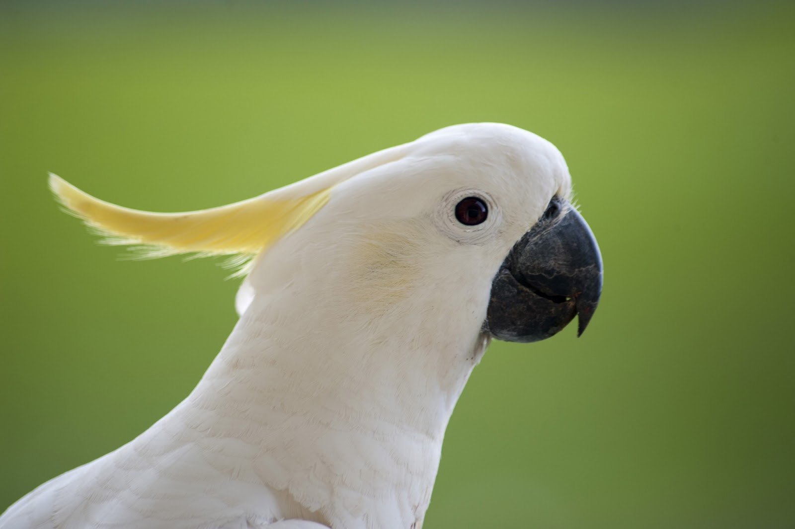 cockatoo cockatoo